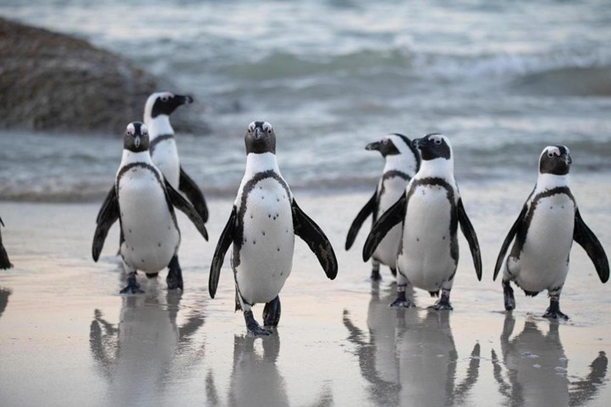 sekumpulan penguin berjalan di pantai