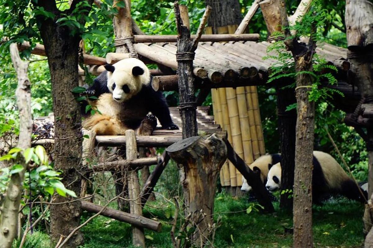 two panda bears sitting on a platform in a zoo
