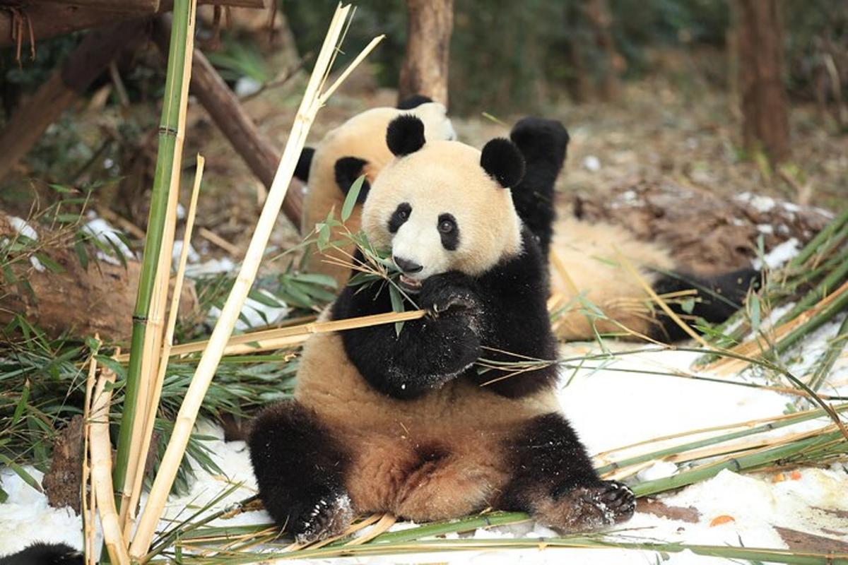 two pandas sitting in the snow eating bamboo