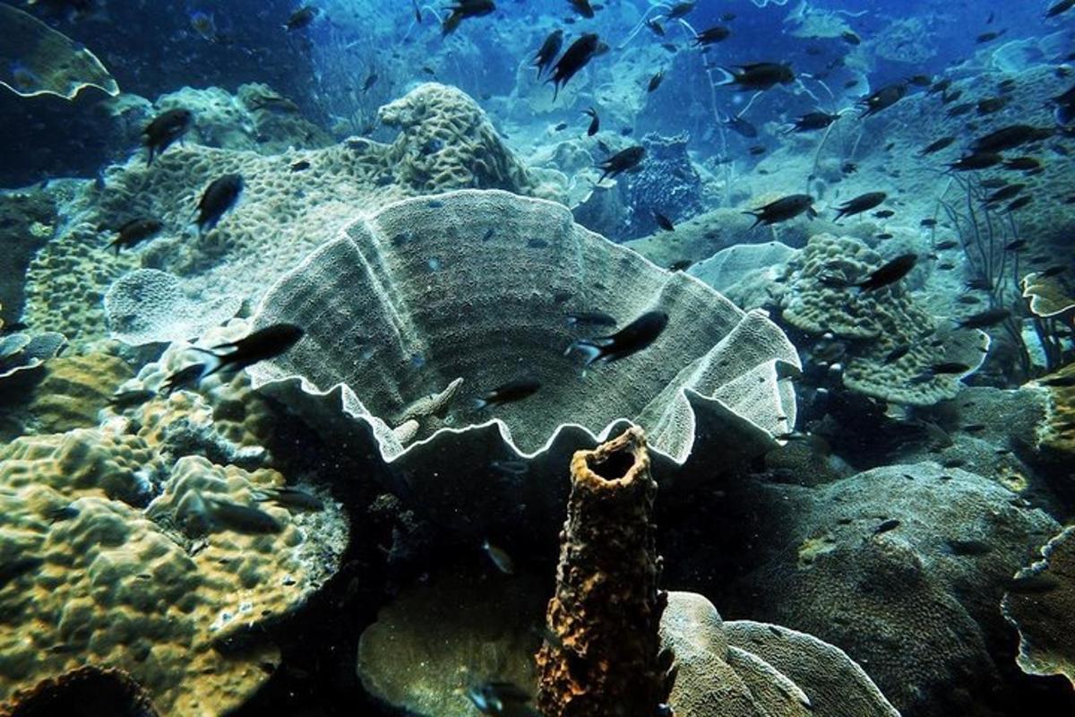 isang stingray sa karagatan na may isda sa tubig