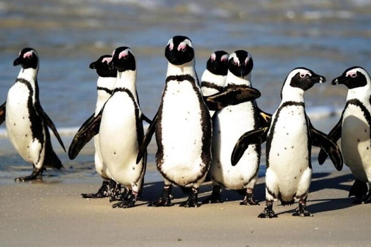 skupina pingvina stoji na plaži