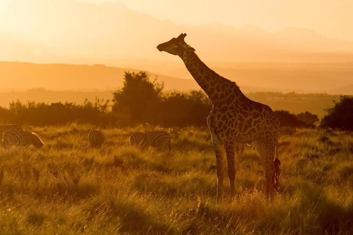 a giraffe standing in a field with zebras