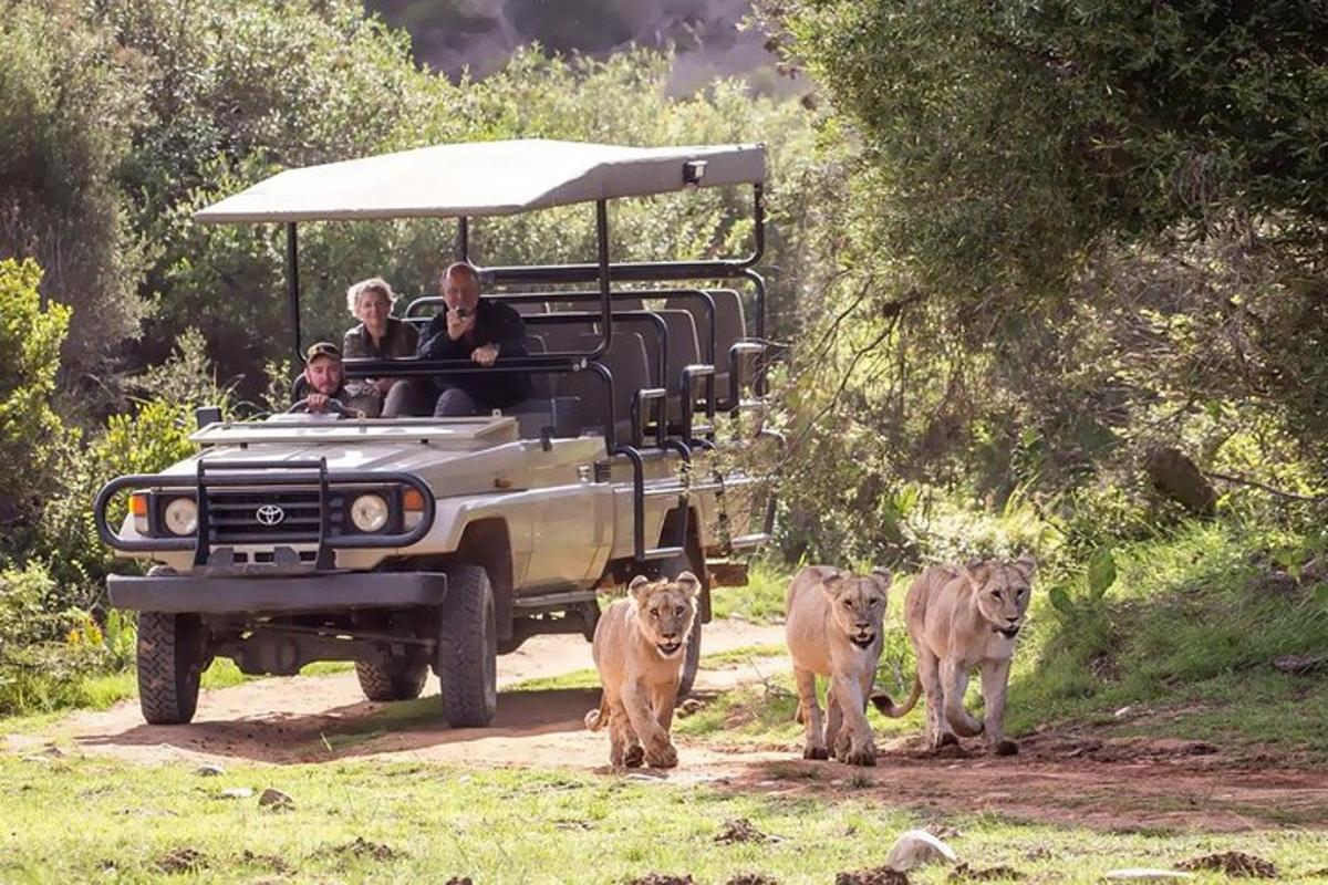 a group of lions walking in front of a vehicle
