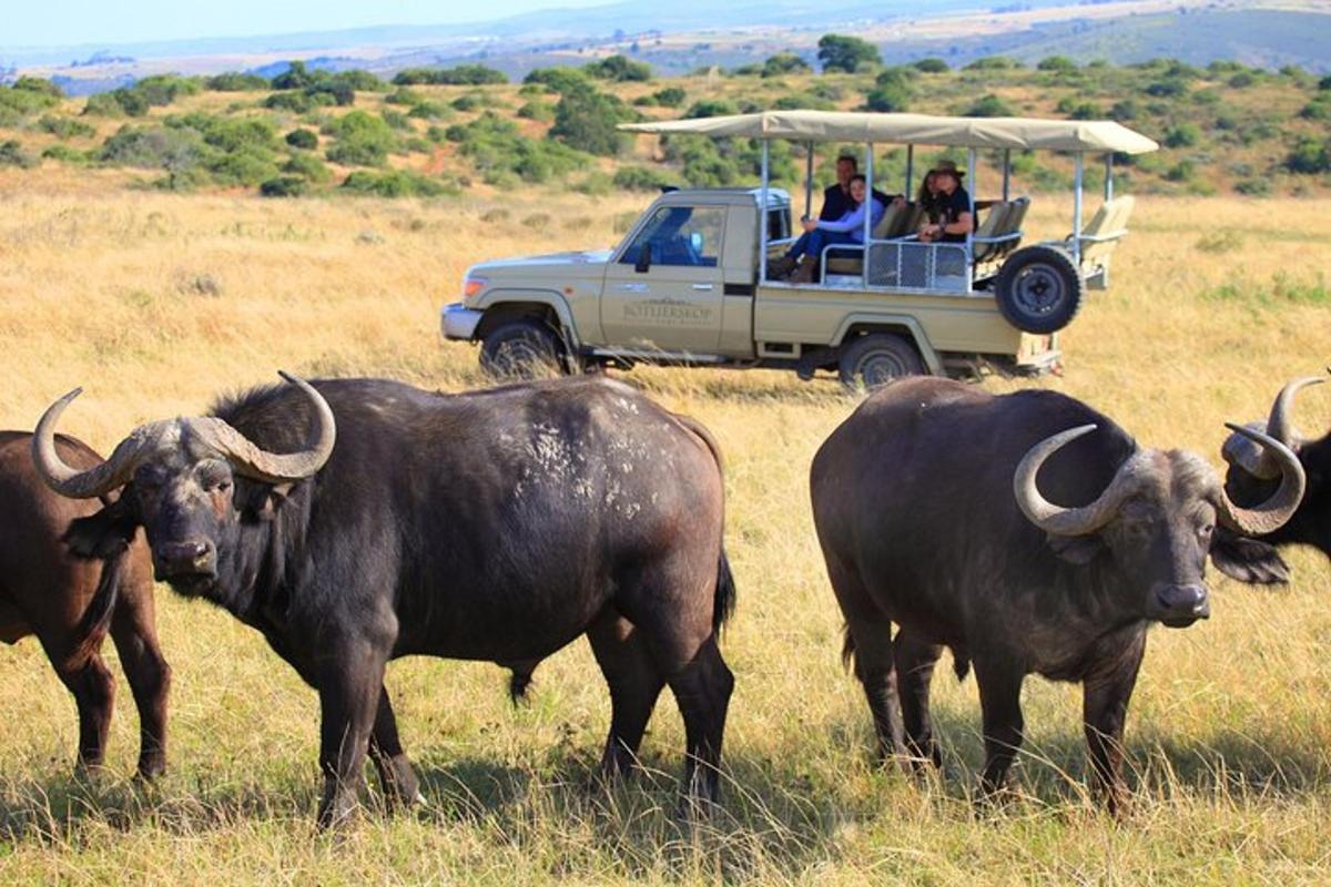 a group of people in a jeep in a field with cattle