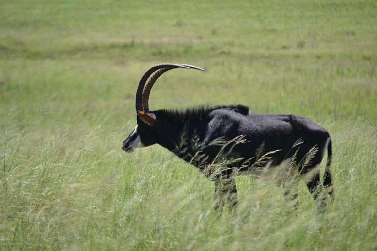 a goat with long horns standing in a field