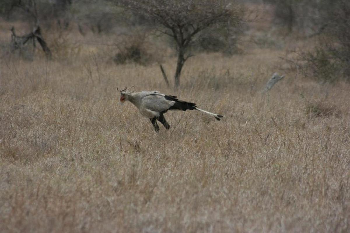 a bird running through a field of tall grass