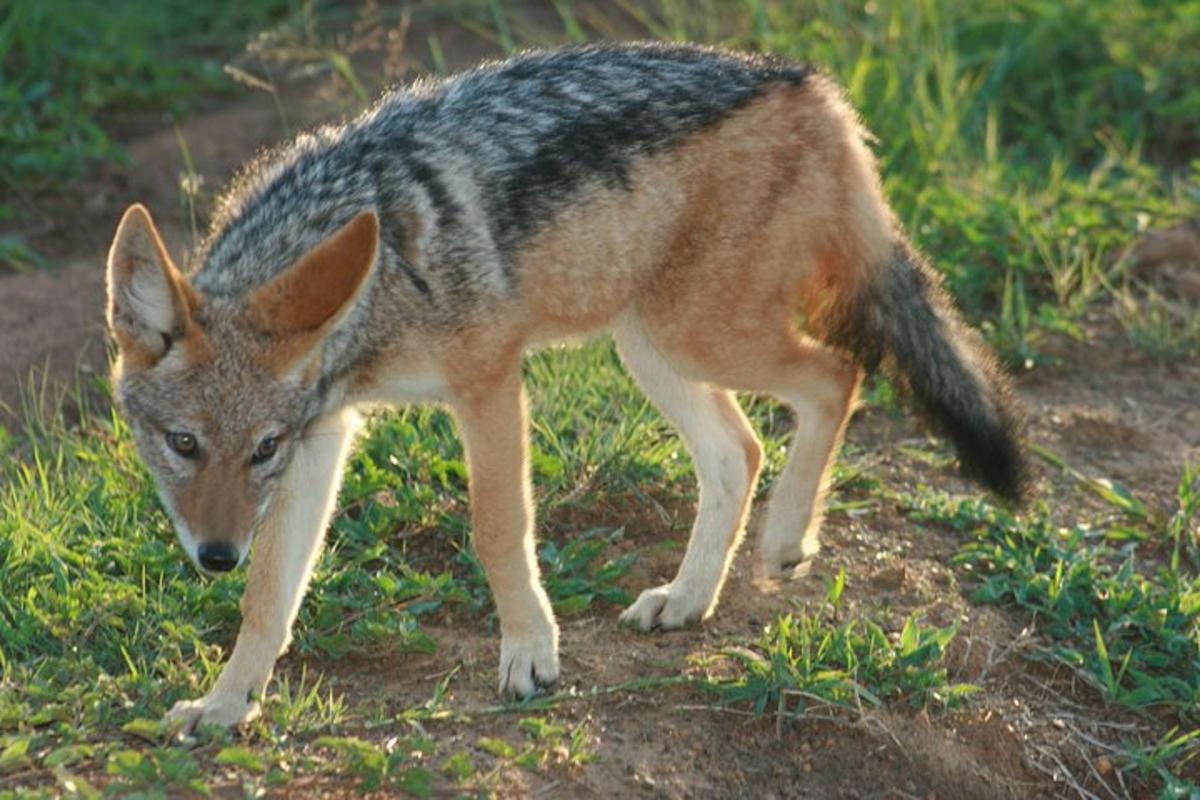 a coyote is standing in the grass