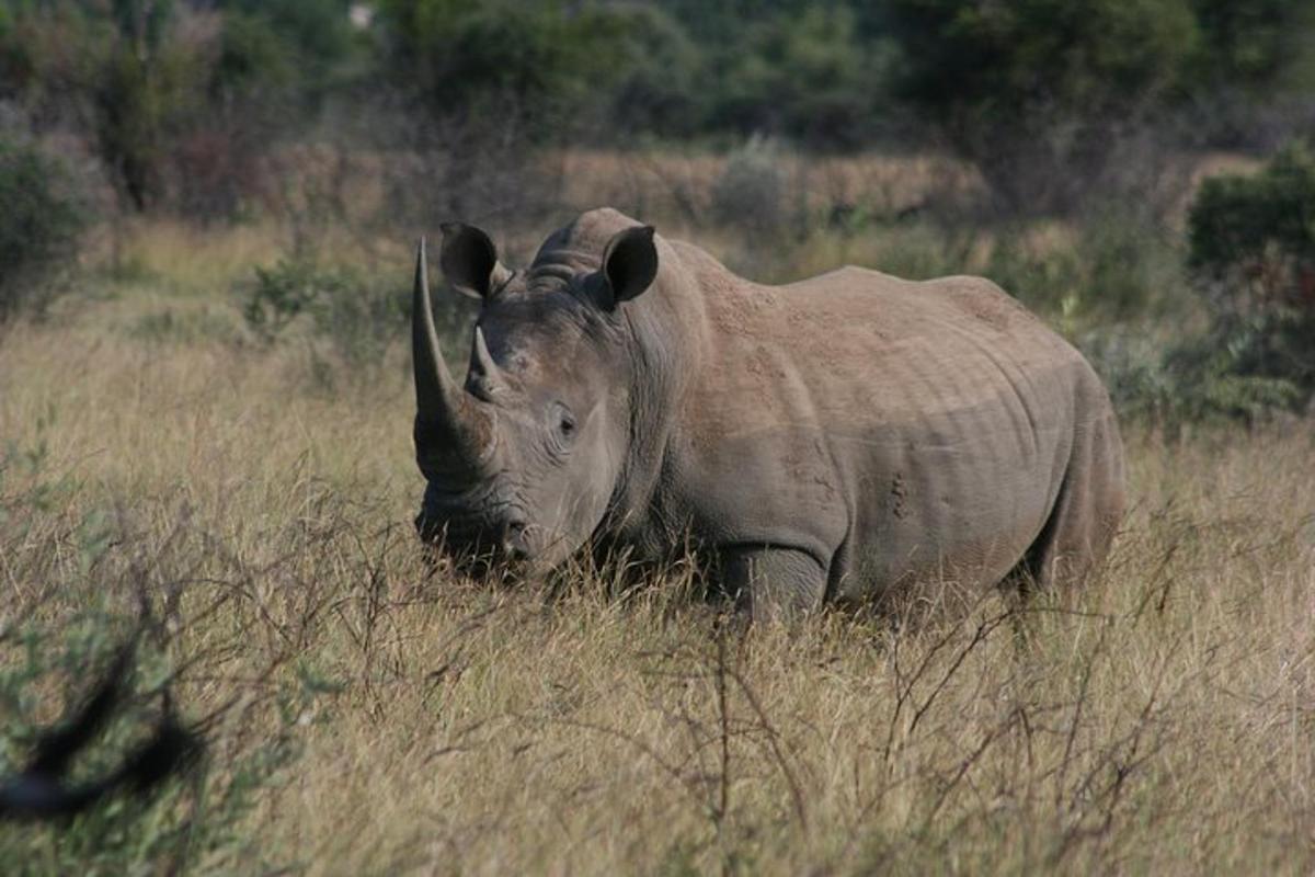 a rhino standing in a field of tall grass