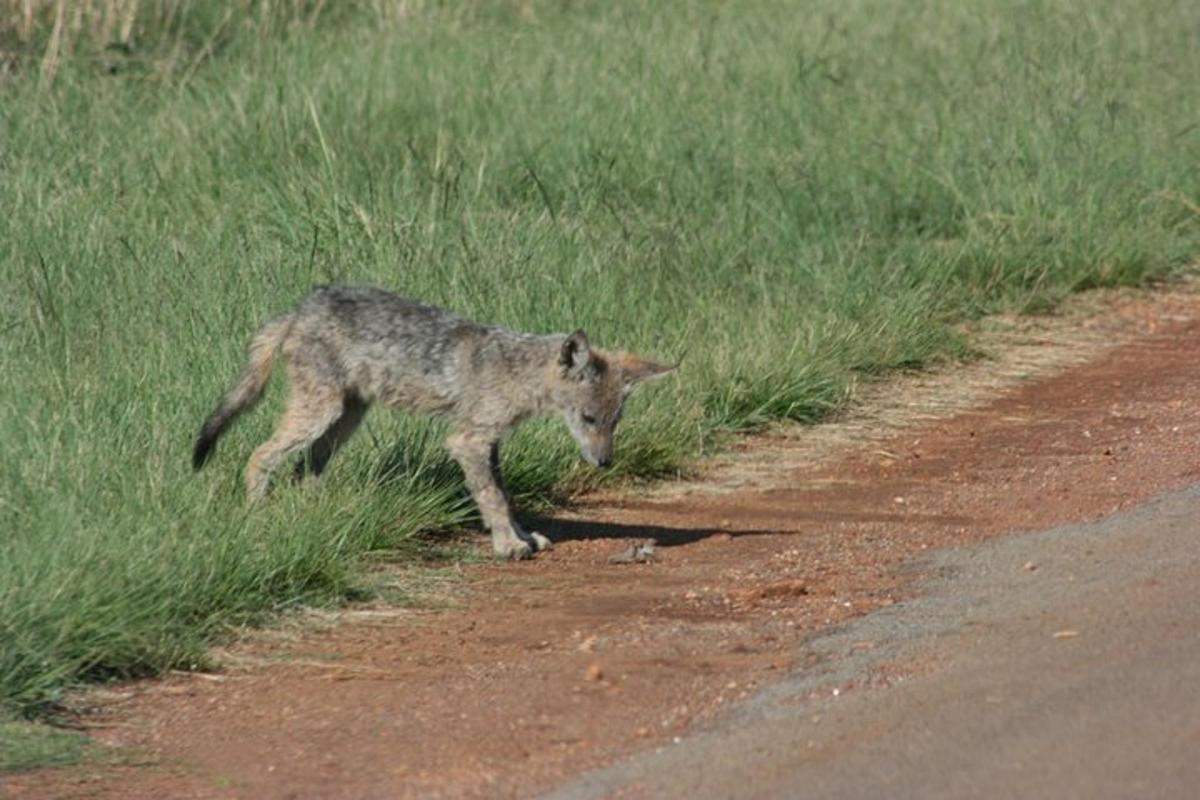 a coyote walking on the side of a road