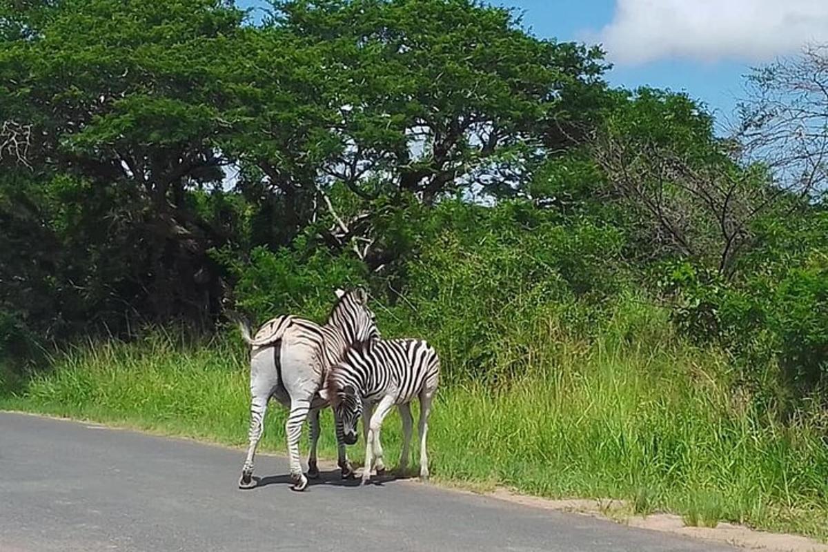 due zebre in piedi sul ciglio della strada