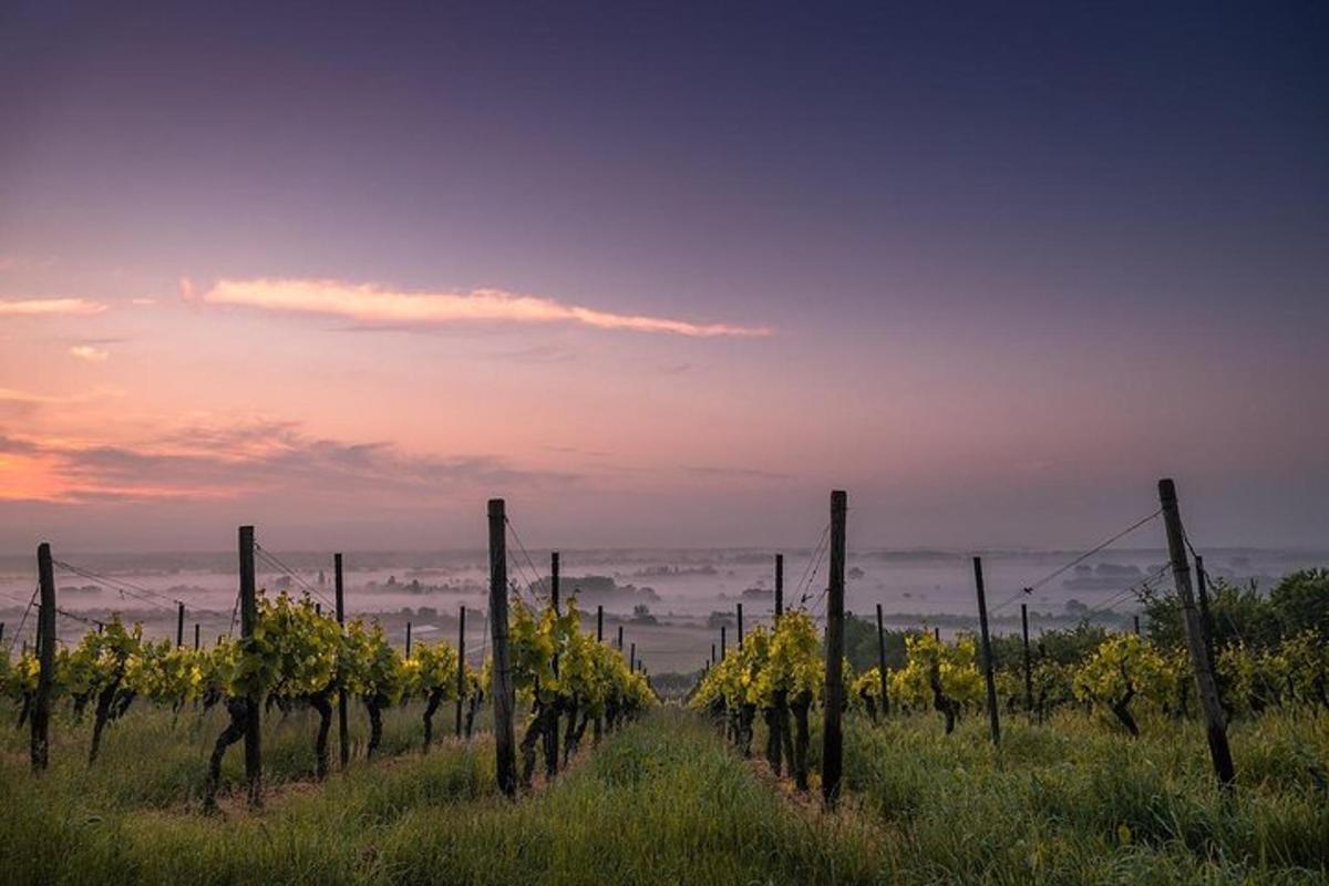 a row of vines in a field at sunset
