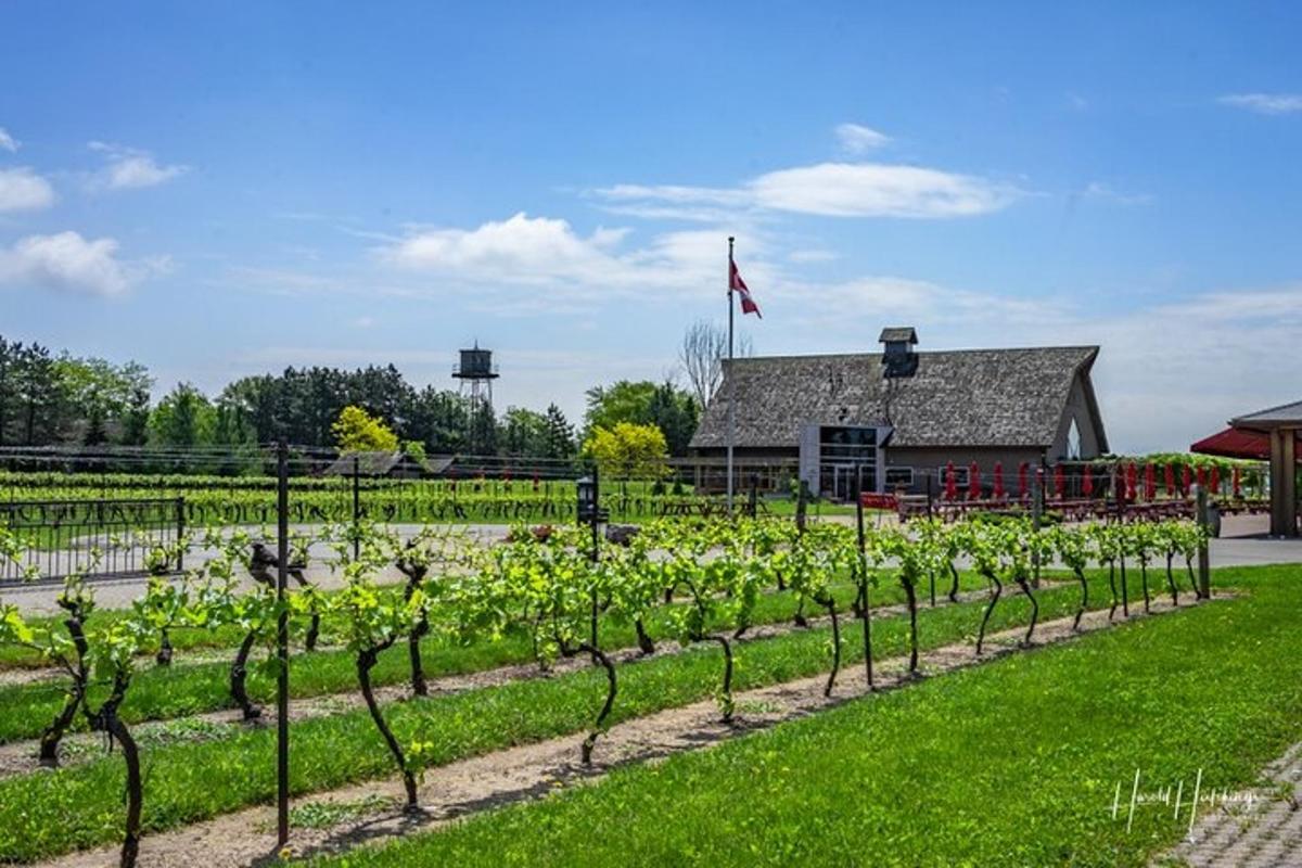 a row of vineyards in front of a building
