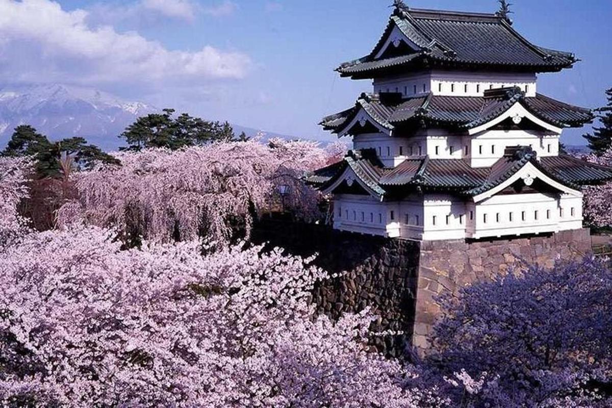 a japanese castle with pinkakura trees in front of it