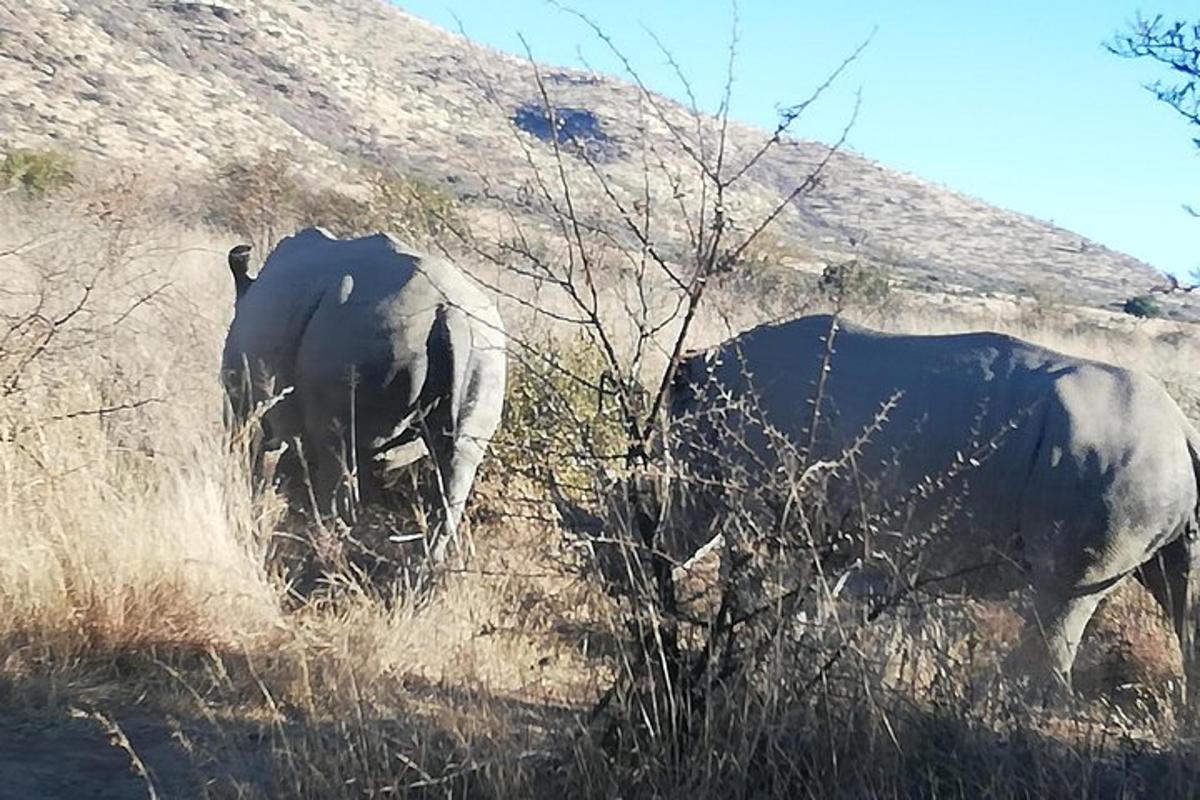 dois elefantes em pé em um campo de grama alta