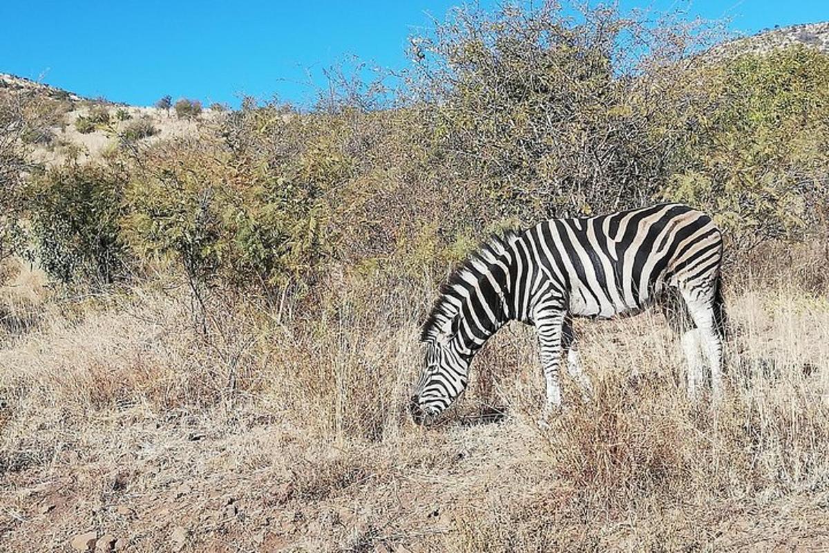 uma zebra pastando na grama em um campo