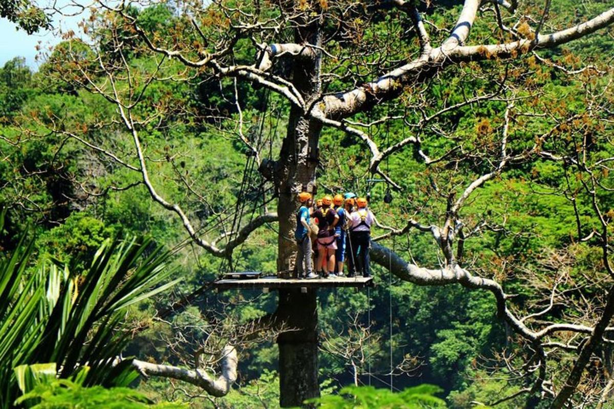 un gruppo di persone in piedi su un ramo di un albero