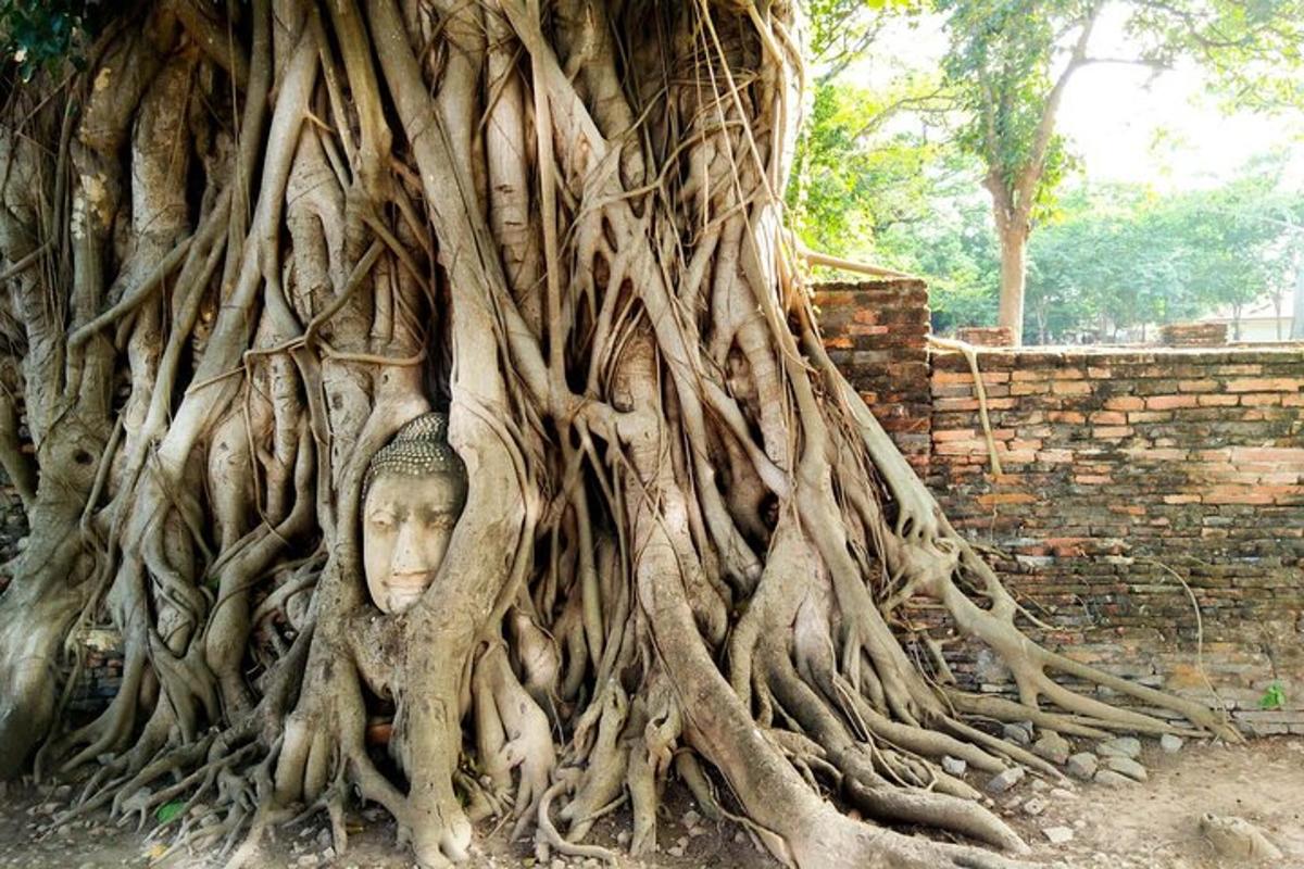 a head in the root of a tree
