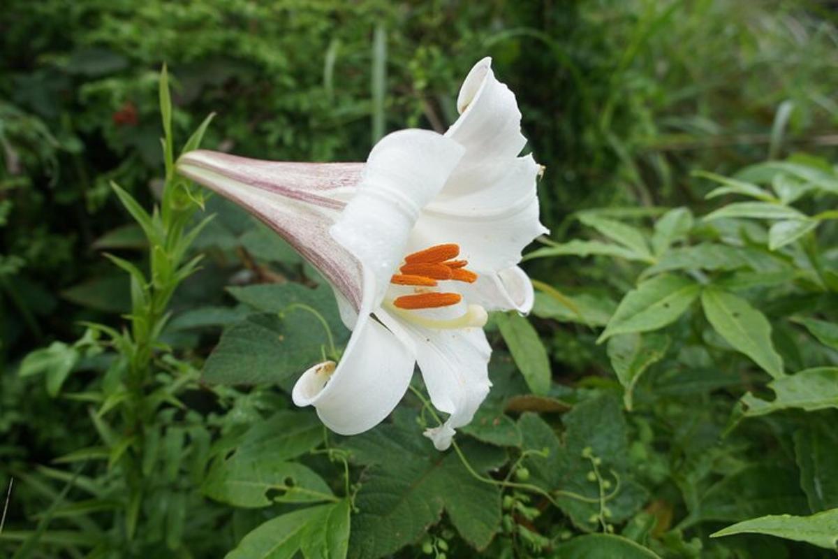 a close up of a white flower in a garden