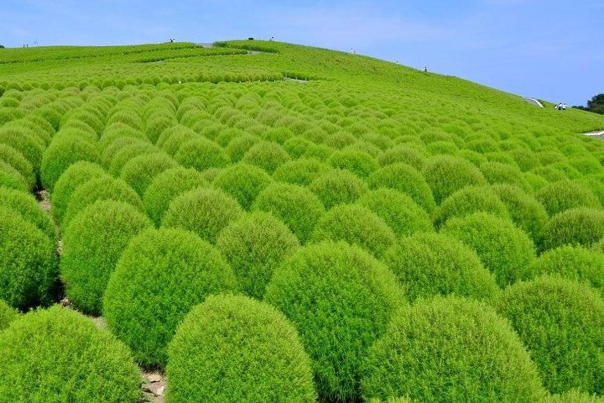uma vista aérea de um campo de arbustos verdes