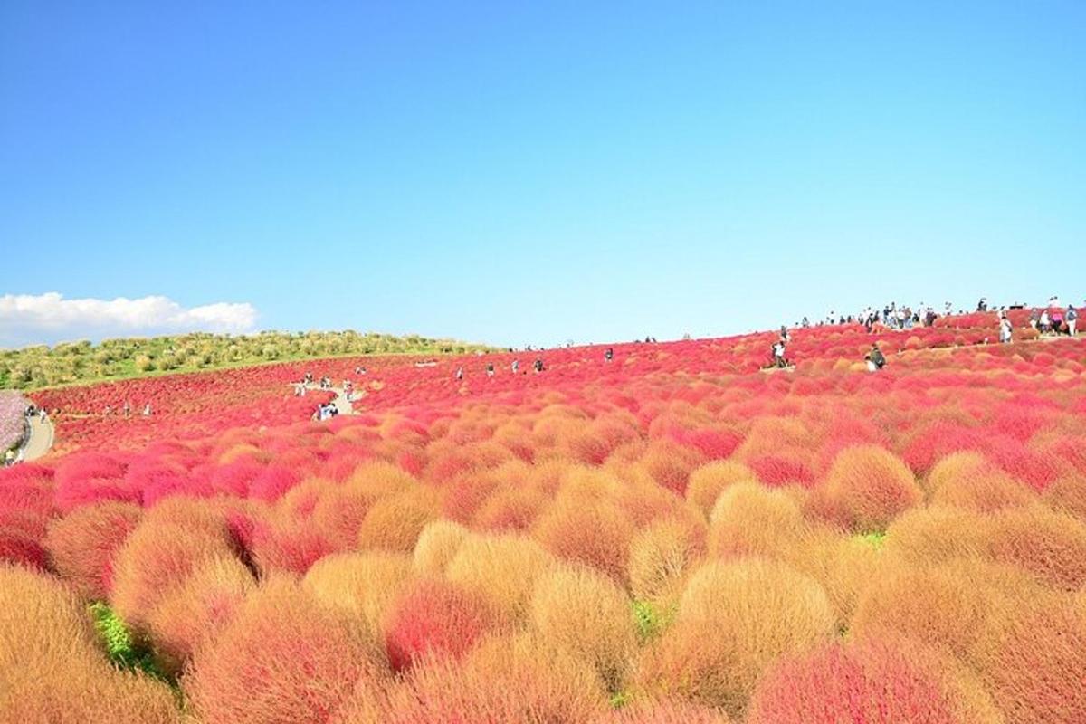 um grande campo cheio de muitas árvores coloridas