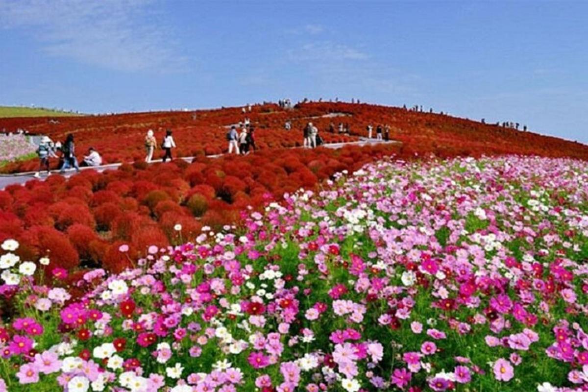 pessoas caminhando em um campo de flores em uma colina