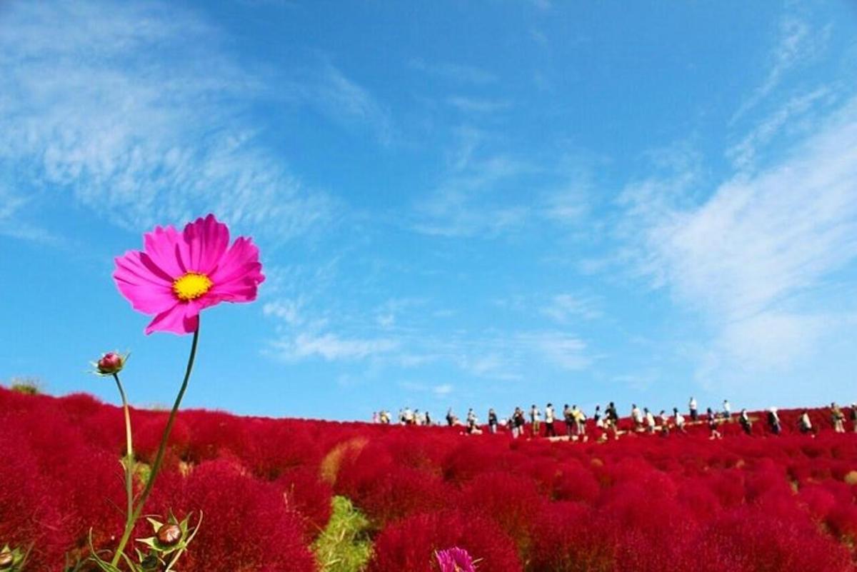 uma flor rosa em um campo com um grupo de pessoas