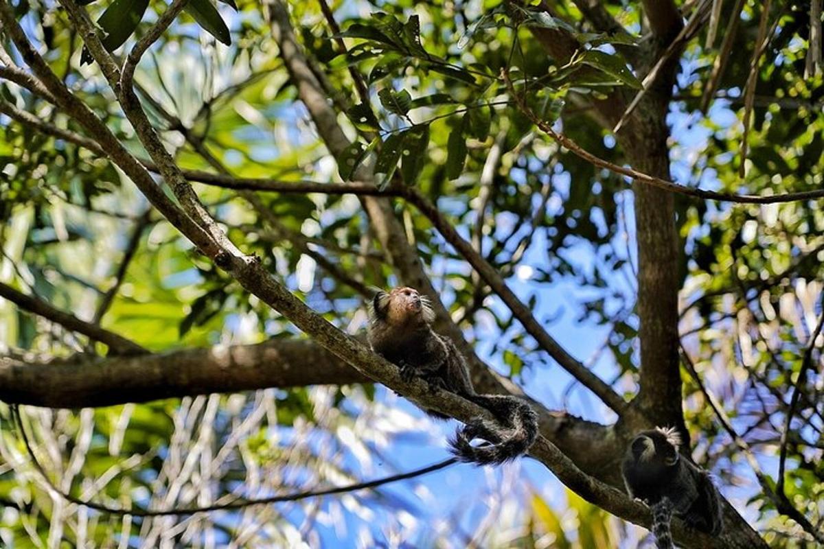 dos micos asseguts en una branca d'arbre