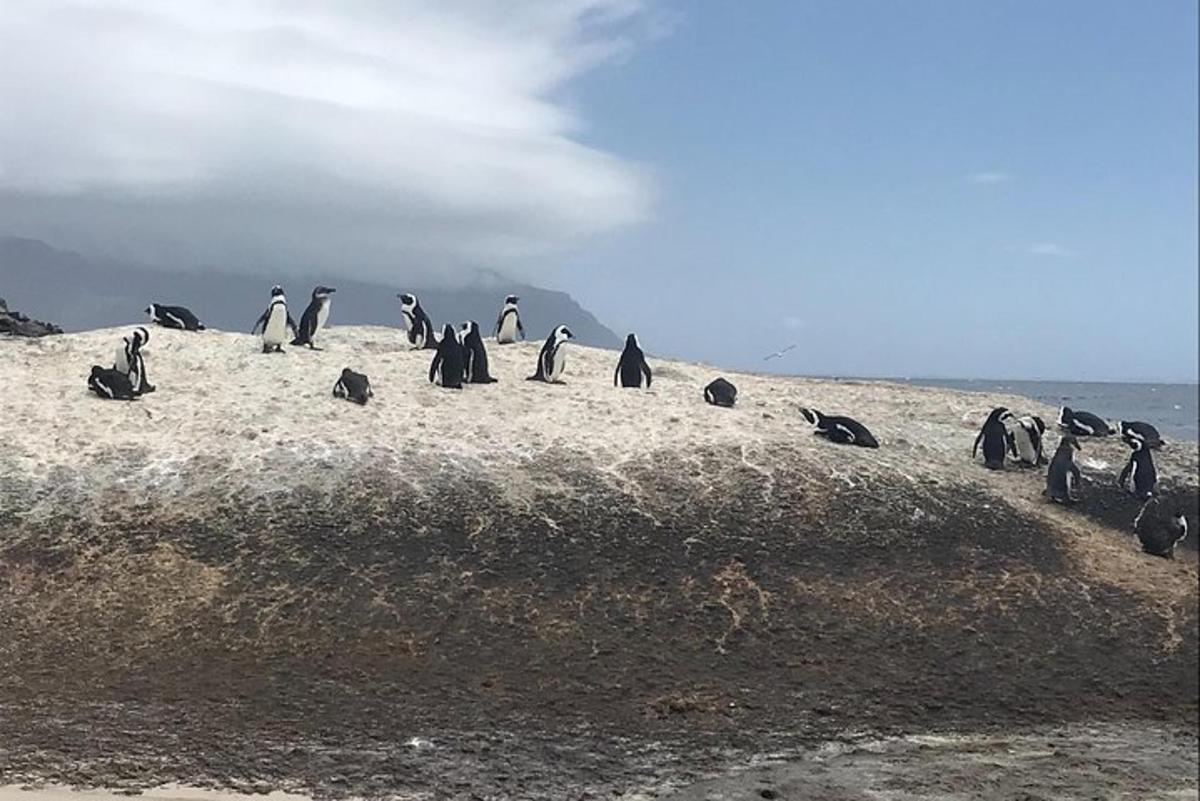 un gruppo di pinguini seduti su una spiaggia