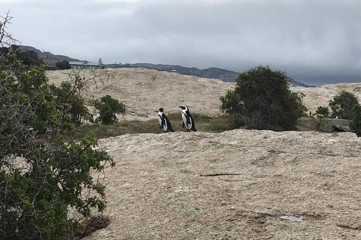 due pinguini in piedi in cima a una roccia
