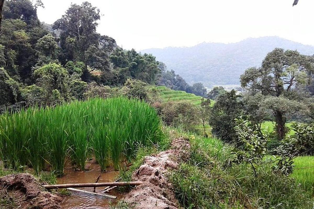 背の高い草と未舗装の道路のある野原