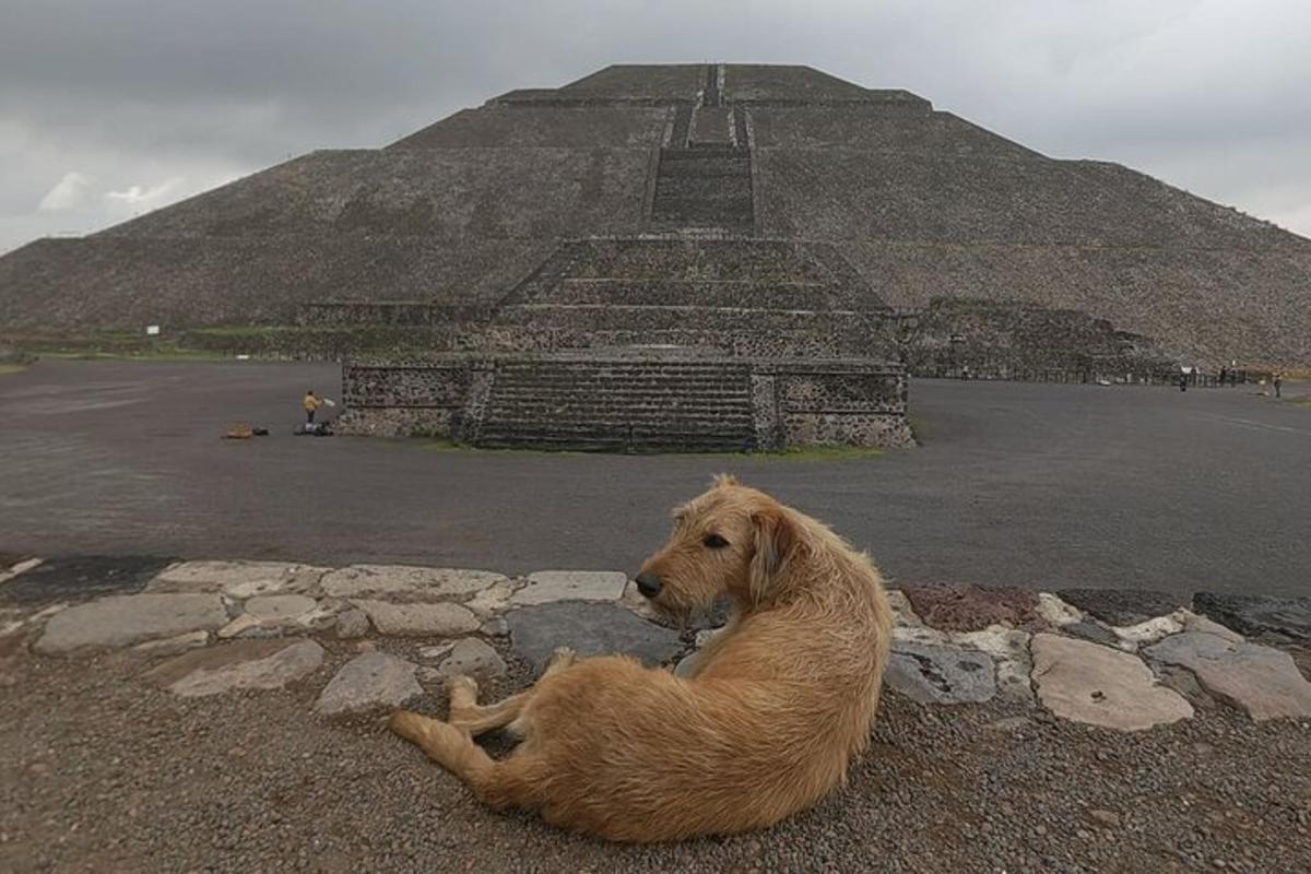 en hund som ligger på bakken foran en pyramide