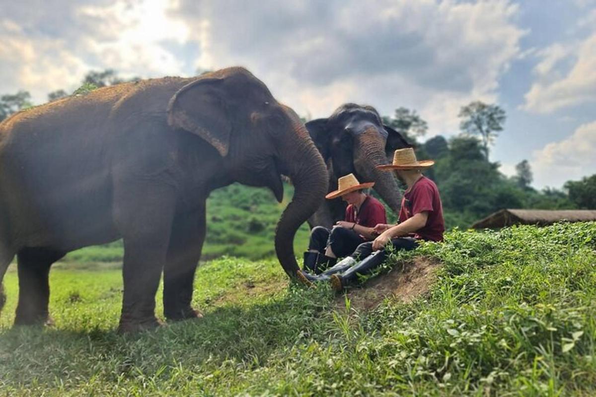 doi bărbați cu pălării așezați lângă un elefant