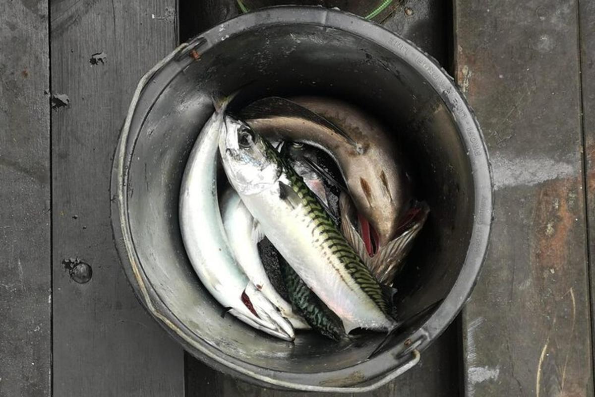 periuk dengan beberapa ikan di dalamnya di atas meja