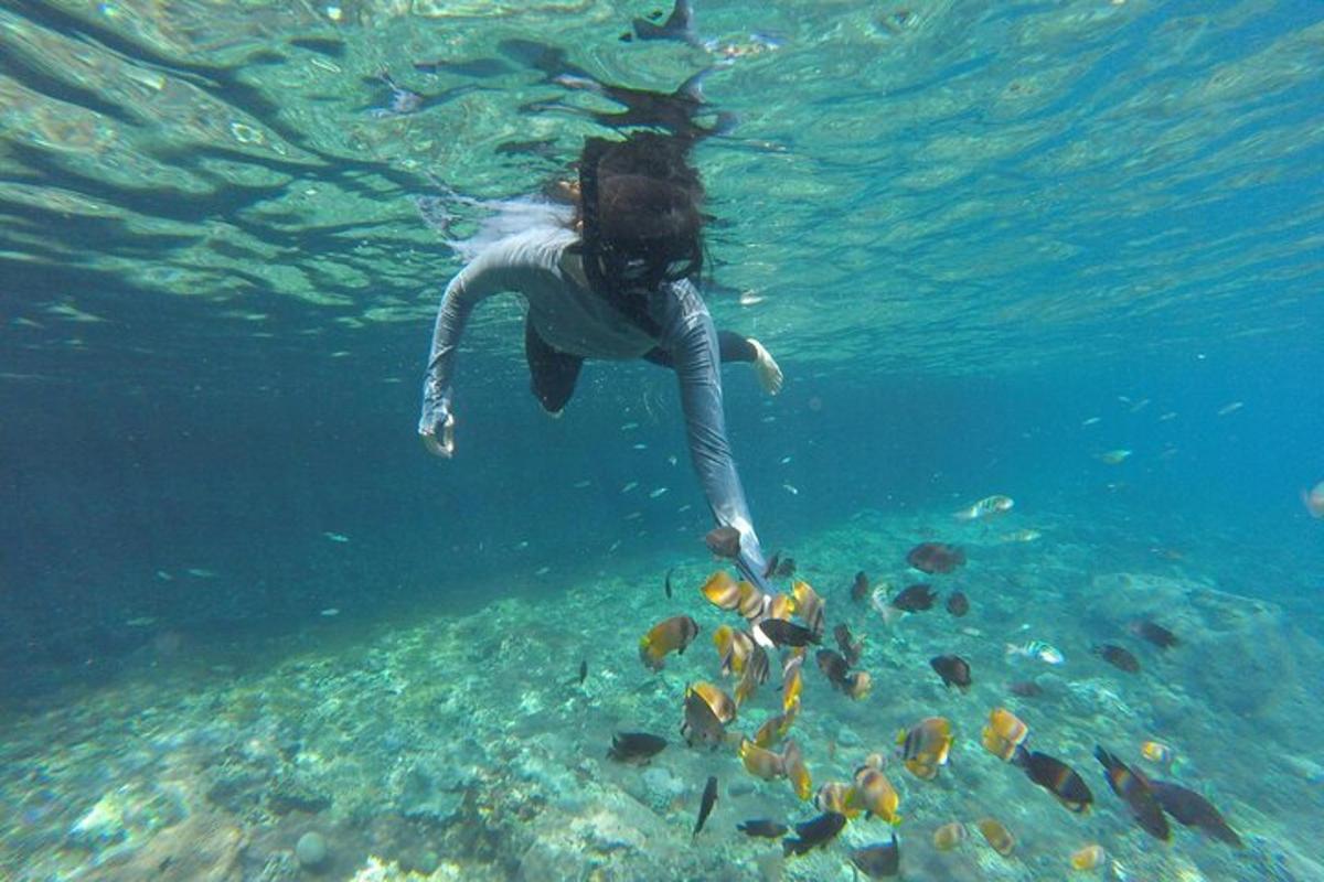 eine Frau schwimmt mit Fischen im Wasser