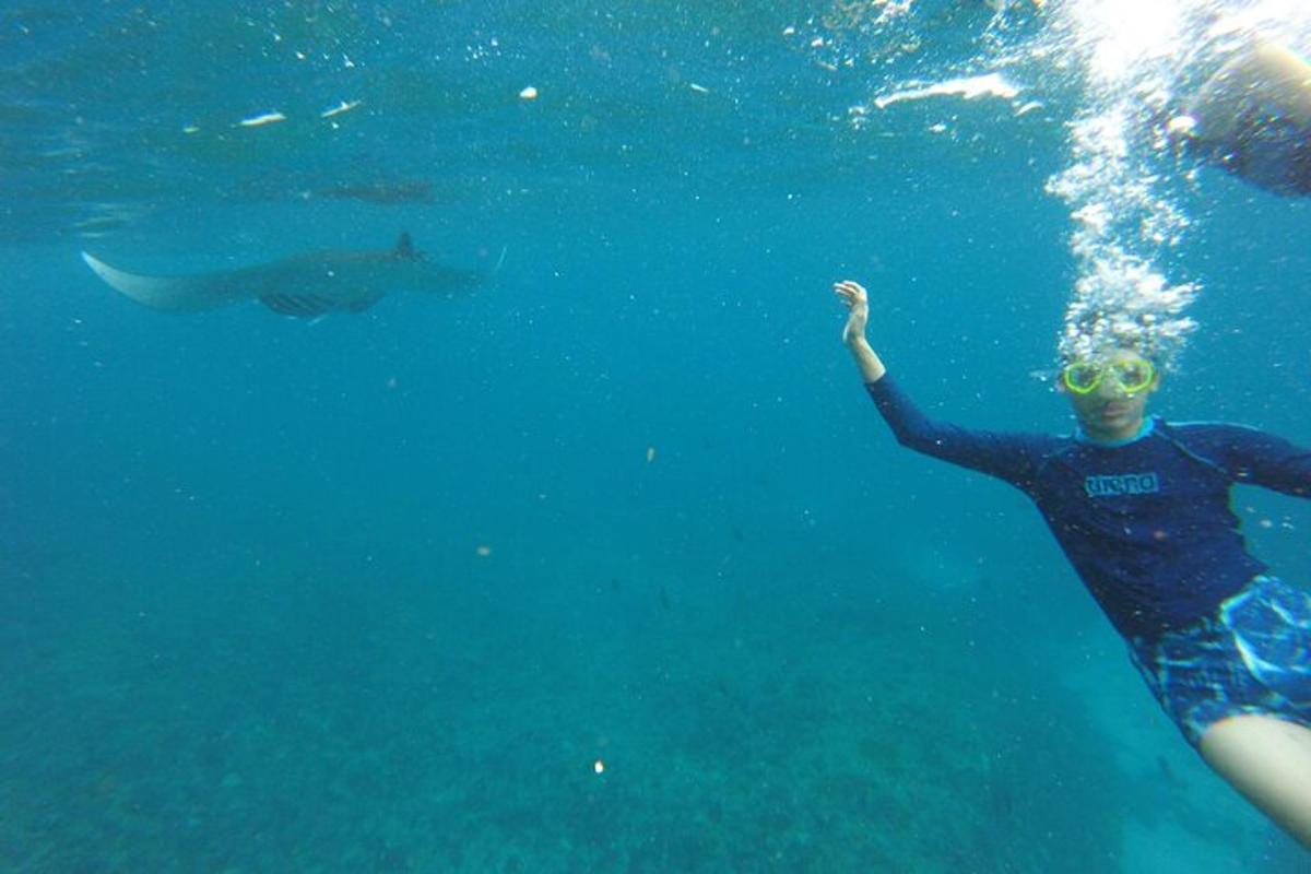 eine Person, die mit einem Walhai im Wasser schwimmt