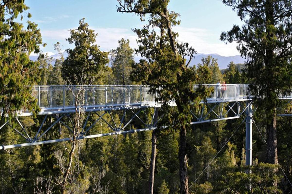 a suspension bridge in a forest with trees
