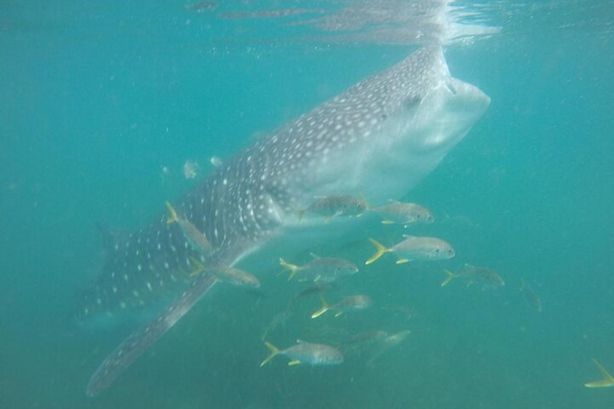 a whale shark swimming next to a group of fish