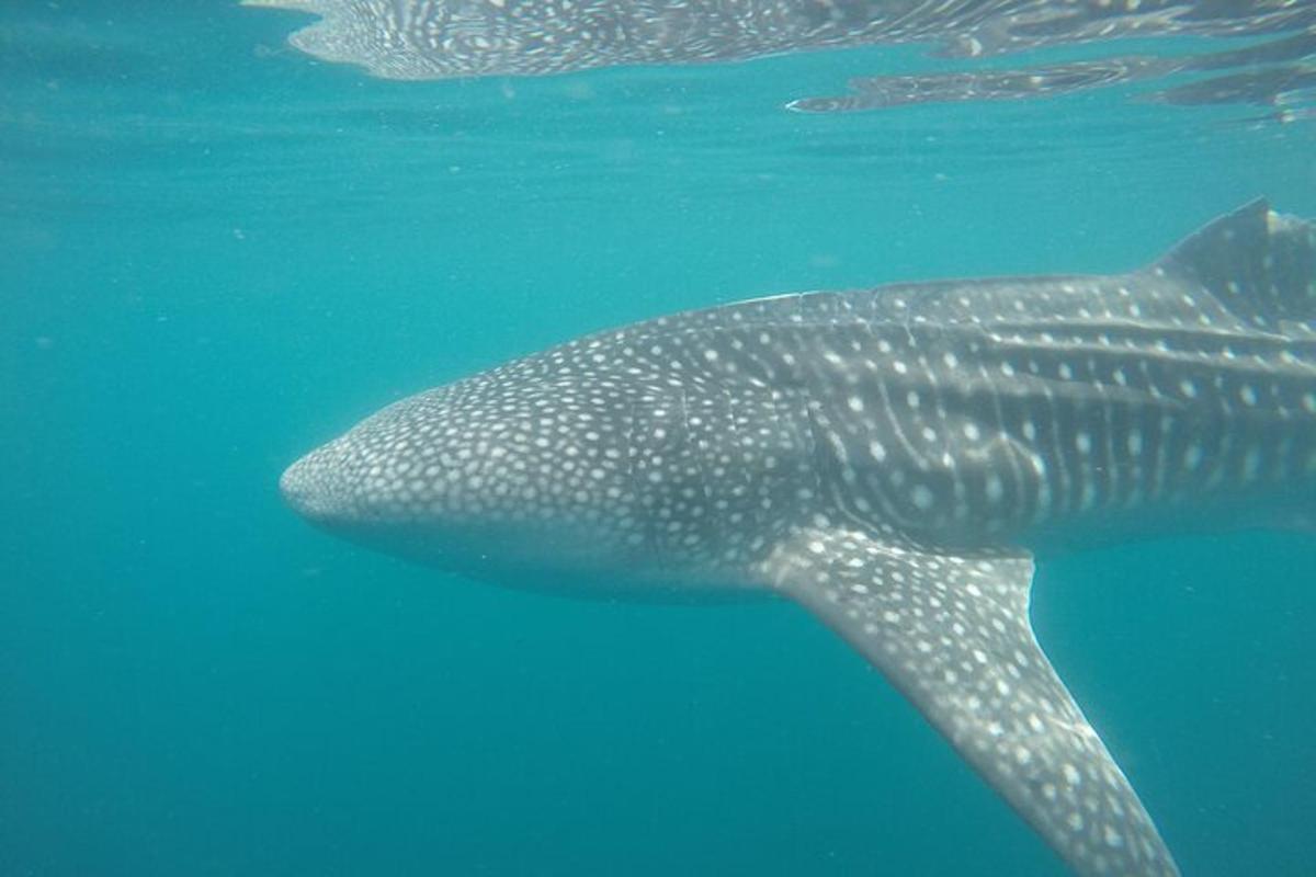 a whale shark swimming in the water