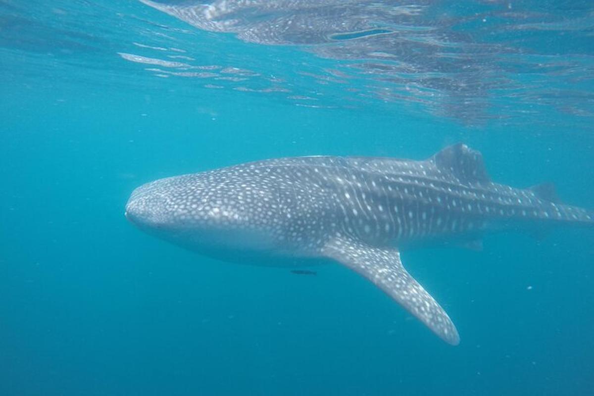 a whale shark swimming in the blue water