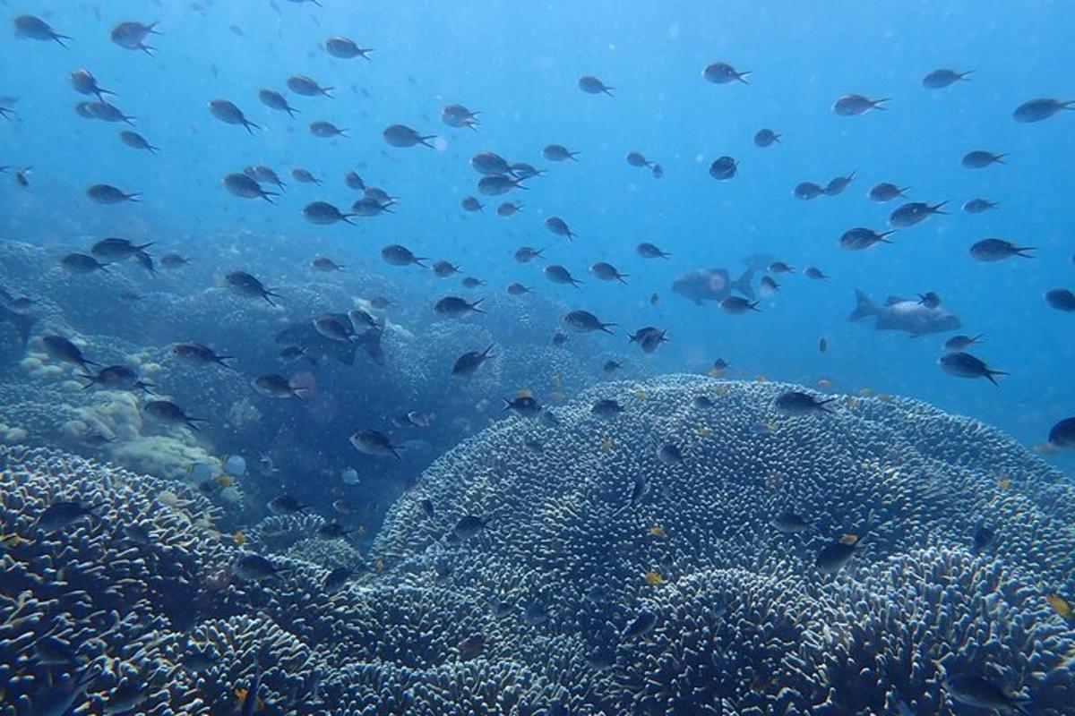 a group of fish swimming over a coral reef