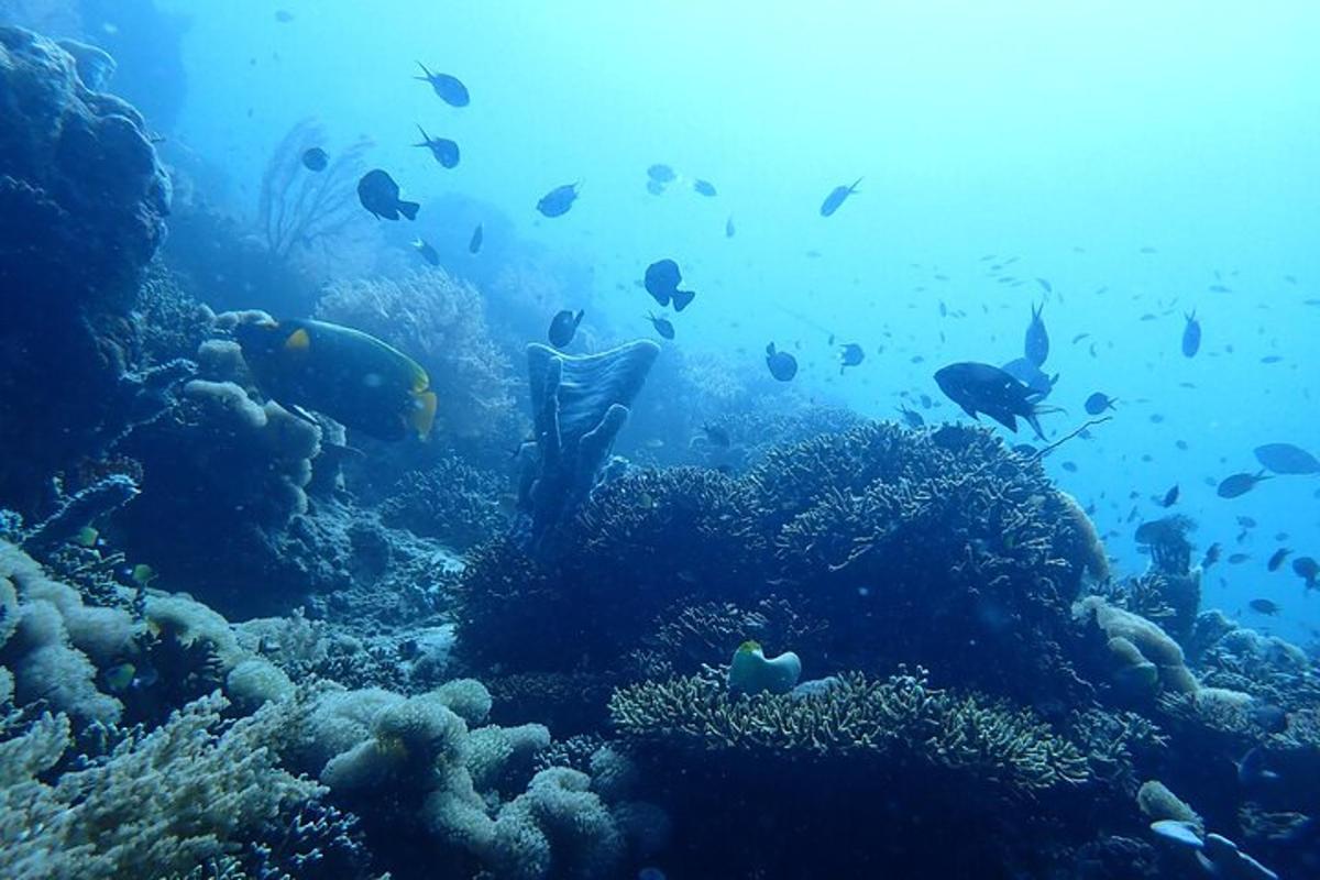 a coral reef with fish in the ocean