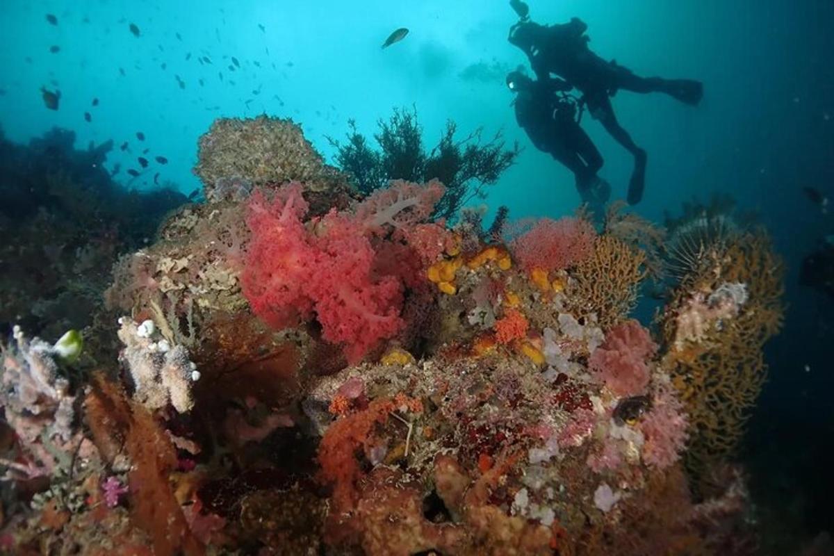 a person is swimming over a coral reef