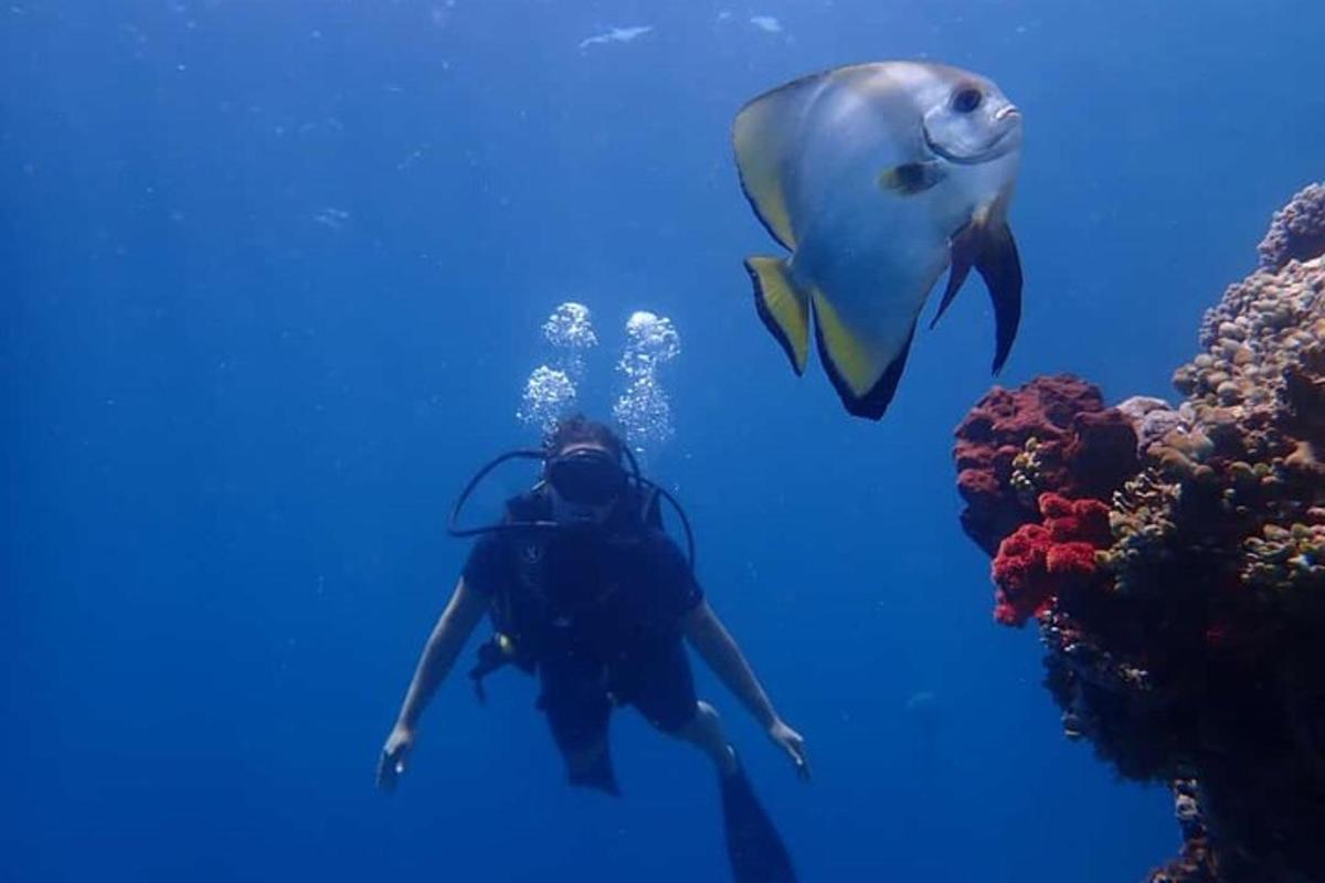 a diver and a dolphin in the water