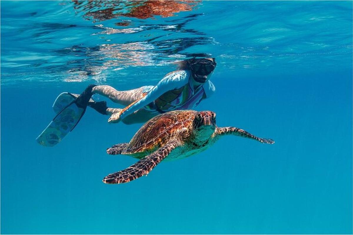 a man and a turtle in the water