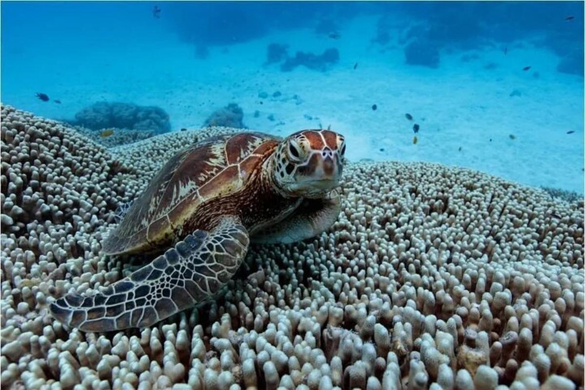a sea turtle laying on a coral reef