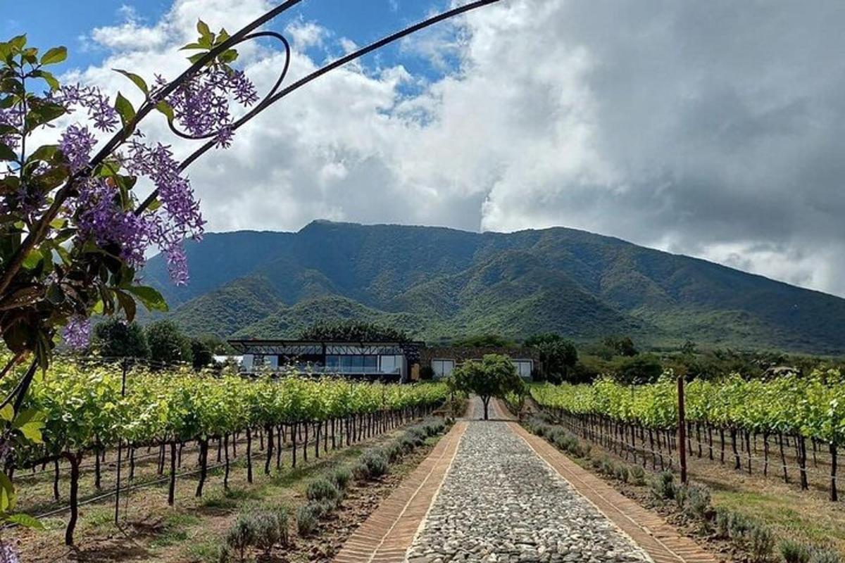 laluan melalui ladang anggur dengan latar belakang gunung
