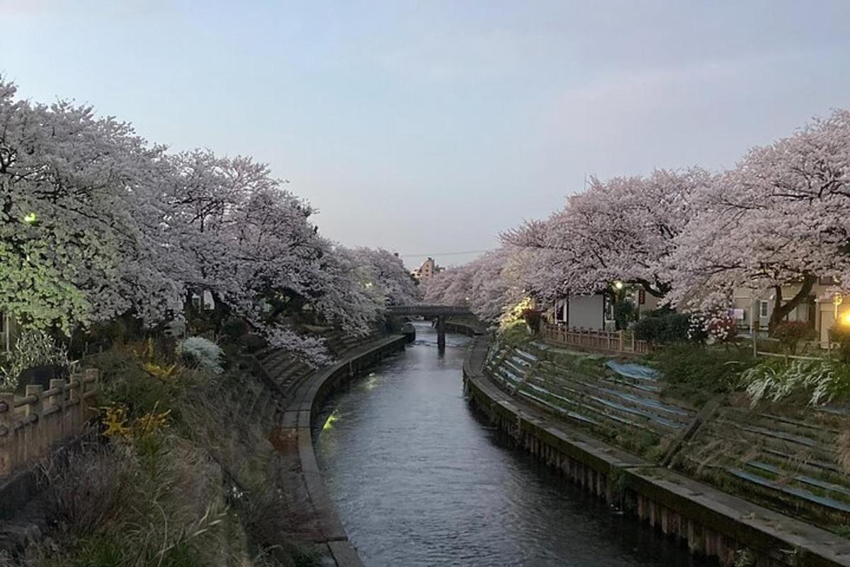a river with cherry blossomed trees and a bridge