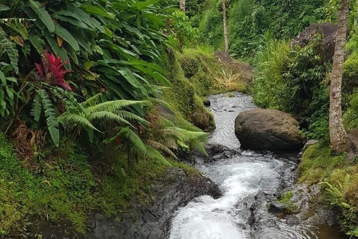 ein Wasserstrom mitten in einem Wald