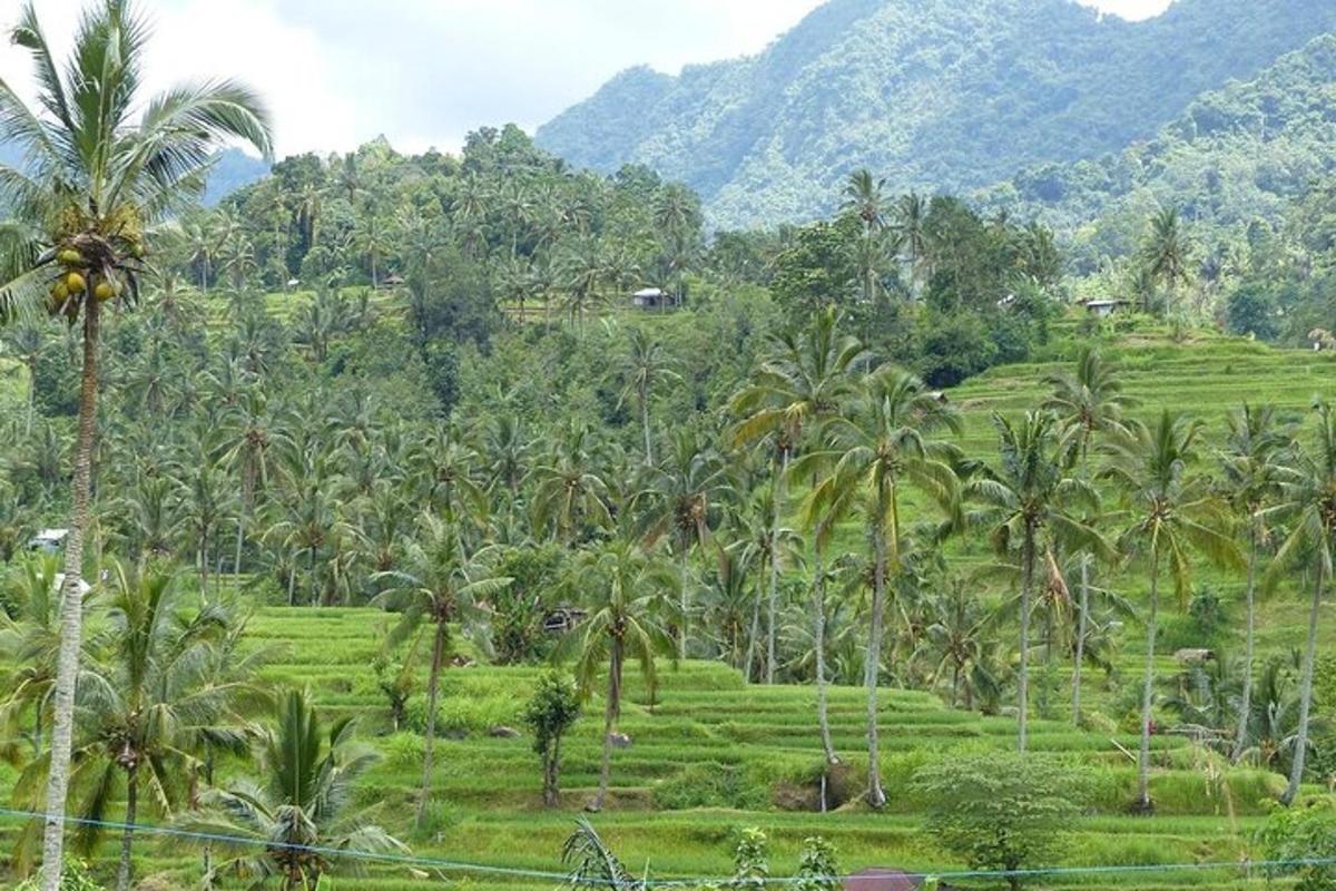 ein üppiges grünes Feld mit Palmen und Bergen