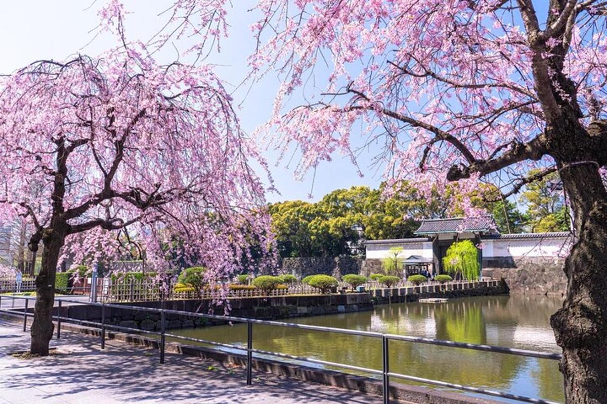 un albero con fiori rosa accanto a un fiume